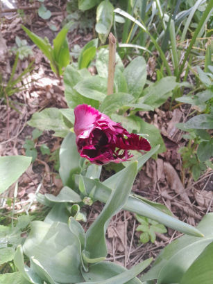 flowers